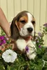 Photo №3. Chiot Beagle au chenil !. Ukraine