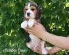 Photo №3. Beagle au chenil. Arabie Saoudite