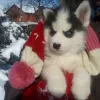 Photo №1. husky de sibérie - à vendre en ville de Москва | 1687€ | Annonce №9372