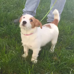 Photo №4. Je vais vendre jack russell terrier en ville de Moscou. de la fourrière - prix - 283€