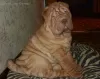 Photo №2 de l'annonce № 8364 de la vente shar pei - acheter à Fédération de Russie de la fourrière