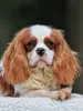 Photo №2 de l'annonce № 43377 de la vente cavalier king charles spaniel - acheter à USA annonce privée