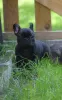 Photo №1. bouledogue - à vendre en ville de Brzeg | 2000€ | Annonce №12113