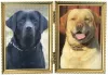 Photos supplémentaires: Magnifiques labradors