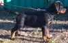 Photo №4. Je vais vendre rottweiler en ville de Werbass.  - prix - négocié