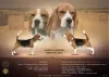 Photos supplémentaires: Beagle femelle à vendre