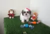 Photo №1. shih tzu - à vendre en ville de Munich | 550€ | Annonce №127493