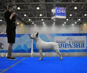 Photo №3. Chiots de bull terrier standard de chenil monobre 