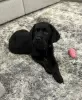 Photo №1. labrador retriever - à vendre en ville de Genève | négocié | Annonce №97366