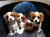 Photo №1. cavalier king charles spaniel - à vendre en ville de Londonderry | Gratuit | Annonce №116183