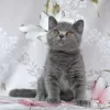 Photo №2 de l'annonce № 12128 de la vente british shorthair - acheter à Fédération de Russie de la fourrière