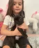 Photo №4. Je vais vendre bouledogue en ville de Bielefeld. annonce privée - prix - 404€