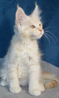 Photo №1. maine coon - à vendre en ville de Tikhvine | 364€ | Annonce № 5008