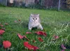 Photo №2 de l'annonce № 7878 de la vente british shorthair - acheter à Fédération de Russie de la fourrière