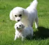 Photo №1. bichon à poil frisé - à vendre en ville de Франкфурт-на-Майне | 300€ | Annonce №82678