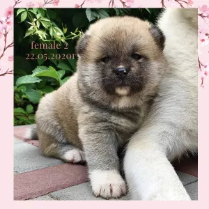 Photo №1. akita (chien) - à vendre en ville de Taganrog | négocié | Annonce №6957