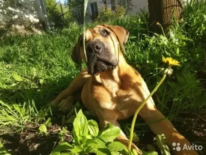 Photo №1. boerboel - à vendre en ville de Kostroma | 518€ | Annonce №6882