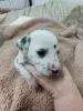 Photos supplémentaires: Superbes chiots Dalmatien taches noires ou hépatiques