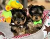 Photo №2 de l'annonce № 127877 de la vente yorkshire terrier - acheter à USA annonce privée