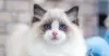 Photo №3. Chatons Ragdoll aux yeux bleus disponibles pour l'adoption. Estonie