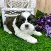 Photo №3. Chiots Shih Tzu. Suisse