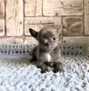 Photos supplémentaires: Chiot à vendre chihuahua blanc et bleu