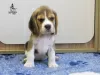 Photo №1. beagle - à vendre en ville de Приморск | 423€ | Annonce №13267