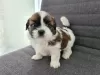 Photos supplémentaires: Chiots Shih Tzu incroyablement beaux