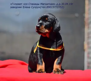 Photos supplémentaires: Dobermans-puppies, chenil "de Magnitnaya Stanitsa"