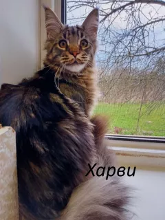 Photo №1. maine coon - à vendre en ville de Vladimir | 186€ | Annonce № 6465