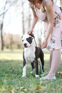 Photo №1. american staffordshire terrier - à vendre en ville de Belgrade | 600€ | Annonce №1618