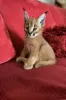 Photo №1. caracal - à vendre en ville de Belgrade | 300€ | Annonce № 98351