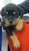 Photo №2 de l'annonce № 85079 de la vente rottweiler - acheter à USA annonce privée