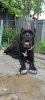 Photo №3. Chiots Cane Corso de race pure. La Moldavie