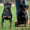 Photos supplémentaires: Chiots Rottweiler, portée supérieure