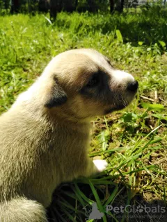 Photo №2 de l'annonce № 7308 de la vente laïka de sibérie occidentale, labrador retriever - acheter à Ukraine annonce privée