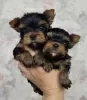 Photo №1. yorkshire terrier - à vendre en ville de Lazise | 350€ | Annonce №81113