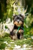 Photos supplémentaires: Je propose à la vente des chiots yorkshire terrier