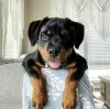 Photo №1. rottweiler - à vendre en ville de Abu Dhabi | négocié | Annonce №47274