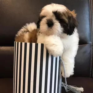 Photo №1. shih tzu - à vendre en ville de Москва | 513€ | Annonce №6878