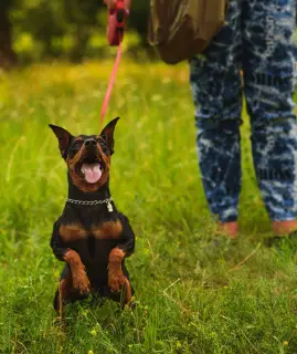 Photo №4. Je vais vendre pinscher miniature en ville de Donetsk. annonce privée - prix - 133€