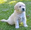 Photo №1. golden retriever - à vendre en ville de Эш-сюр-Альзетт | 400€ | Annonce №106355