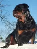 Photos supplémentaires: Les chiots Rottweiler veulent rencontrer leurs nouveaux propriétaires