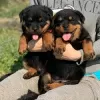 Photo №1. rottweiler - à vendre en ville de Berlin | 300€ | Annonce №92177