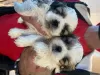 Photo №1. shih tzu - à vendre en ville de Düsseldorf | Gratuit | Annonce №8276