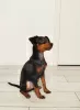 Photos supplémentaires: Chiots Pinscher nain - mâles de Tallinn, d'excellents pedigrees, socialisés et