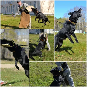 Photos supplémentaires: Chatterie de Legion East propose des chiots VEO