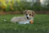 Photos supplémentaires: Chiots Welsh Corgi Pembroke