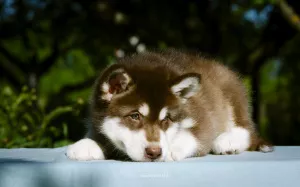 Photos supplémentaires: Chiots colorés de Malamute d'Alaska