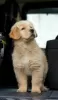 Photo №1. golden retriever - à vendre en ville de Murcia | négocié | Annonce №48054